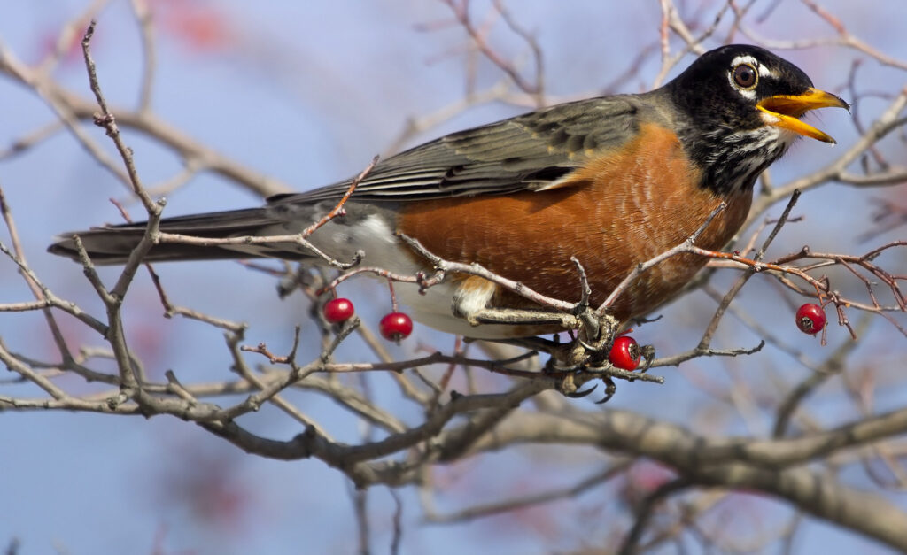 Photograph of a robin on a bare tree branch with bright red berries.